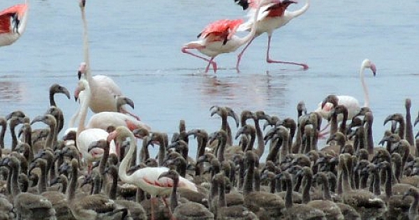İzmir Kuş Cenneti'nde görsel şölen