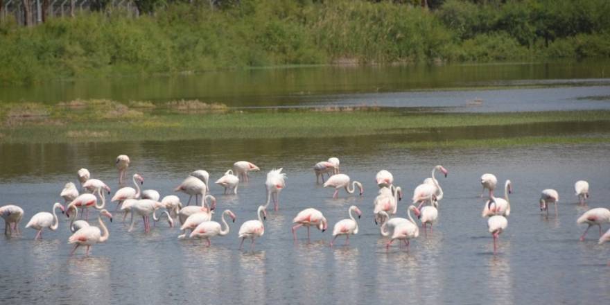 ALİAĞA, TARİHİ VE DOĞAL GÜZELLİKLERİYLE İLGİ ÇEKİYOR