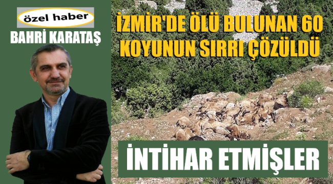 60 ölü koyunun sırrı çözüldü: Sürü psikolojisi