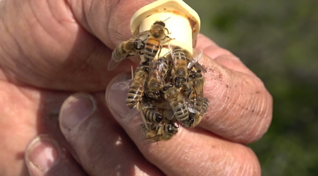 'Kraliçe Arı', bal üreticisinin yeni gelir kapısı oldu