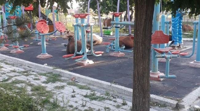 Çocuk parkını büyükbaş hayvanlar işgal etti