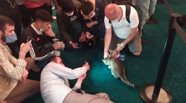 Ayasofya'nın dünyaca ünlü kedisi 'Gli' büyük ilgi görüyor