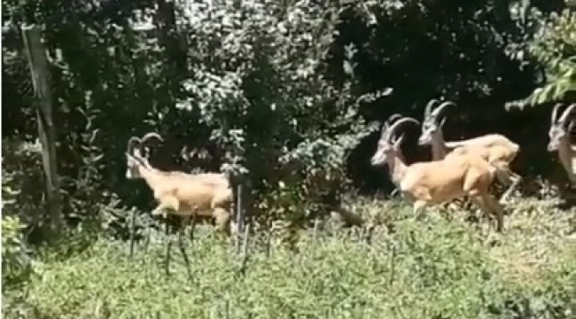 Bingöl'de dağ keçileri görüntülendi