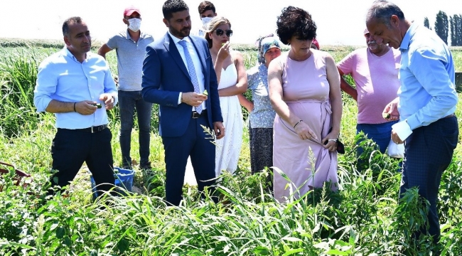 İzmir Büyükşehir'den istiridye mantarı üretimine destek