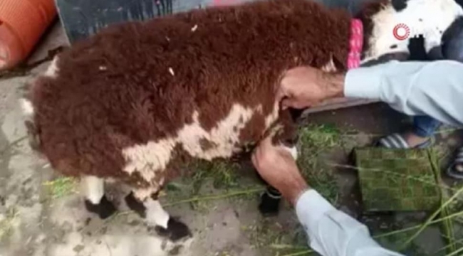 Koyun yünü yapıştırılan keçiyi kurbanlık koyun diye sattılar