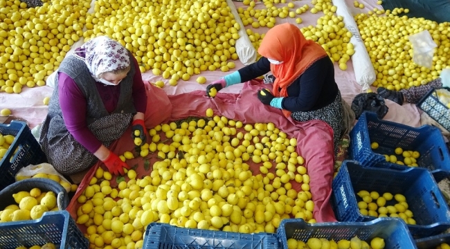 Limon ihracatında çiftçiyi sevindiren karar