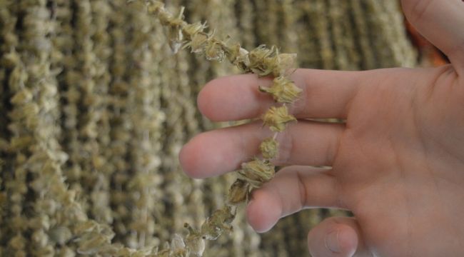 Bu ürün kurutulunca fiyatı 10 kat artıyor