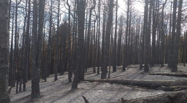 İzmir'deki orman yangını sonrası ağır bilanço