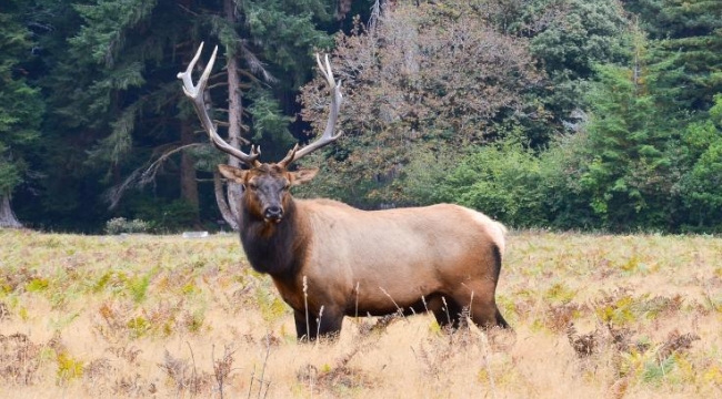 Kendisini yaralayan avcıyı bir gün sonra öldürdü
