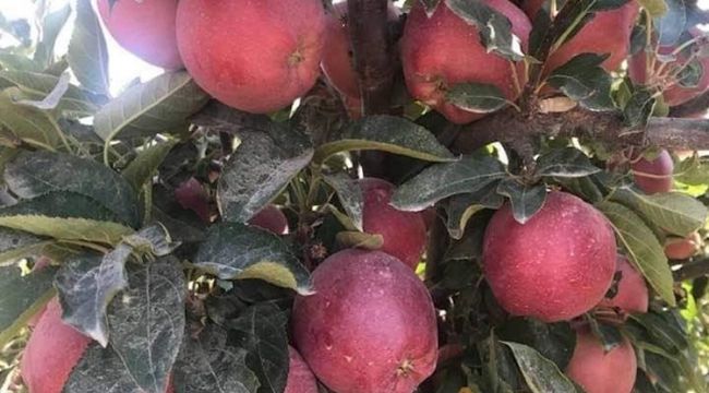 Mut elması Hindistan'a ihraç ediliyor