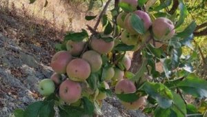 150 yıllık elma ağaçları koruma altına alınacak