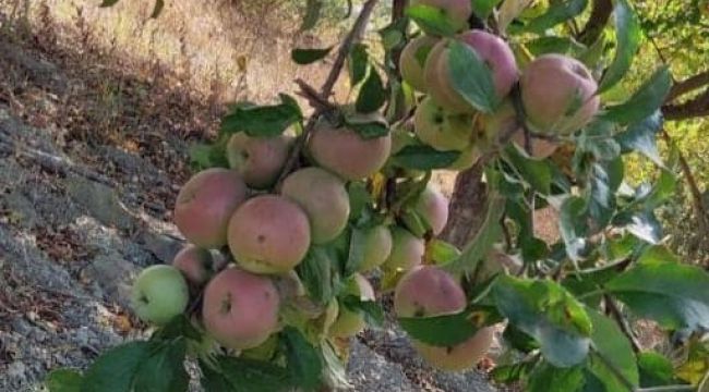 150 yıllık elma ağaçları koruma altına alınacak