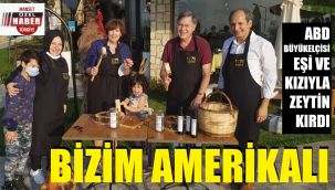 ABD Büyükelçisi zeytin hasadı yaptı