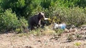 Aç kalan ayıyı orman işçileri besledi