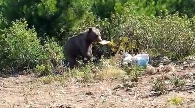 Aç kalan ayıyı orman işçileri besledi