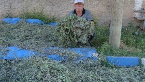 Adaçayı, köylünün yeni kazanç kapısı 