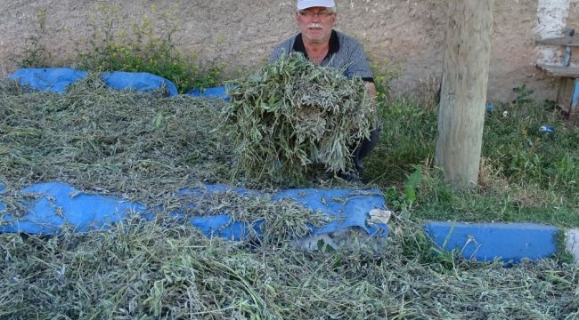 Adaçayı, köylünün yeni kazanç kapısı 