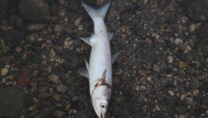 Antalya'da derede yüzlerce balık telef oldu