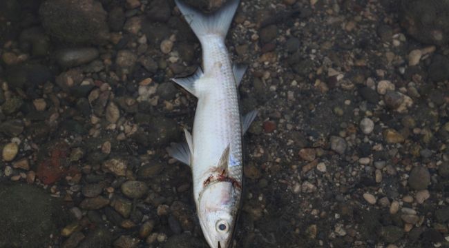 Antalya'da derede yüzlerce balık telef oldu