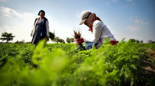 Azerbaycan'da savaşın gölgesinde havuç hasadı