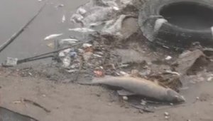 Bu balıklar neden ölüyor?