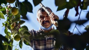 Bu meyve ağacının Gümüşhane'de başka eşi yok