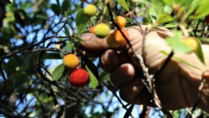 Bu ormana giren zengin oluyor