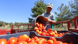Buca'nın ürünleri bin 458 mutfağa bereket oldu