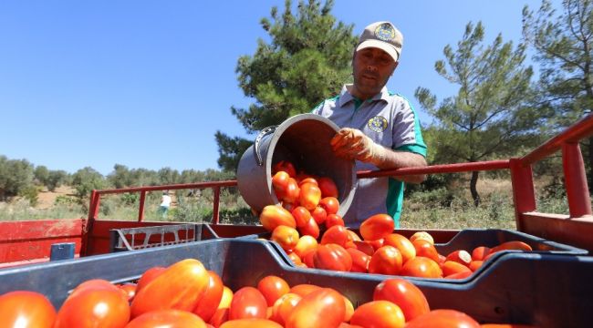 Buca'nın ürünleri bin 458 mutfağa bereket oldu