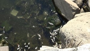 Dicle Nehri'nde üzen görüntü