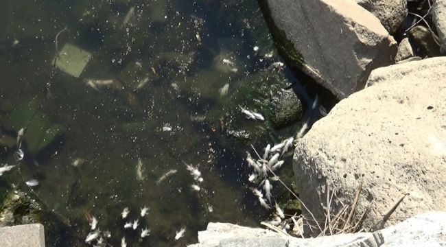 Dicle Nehri'nde üzen görüntü