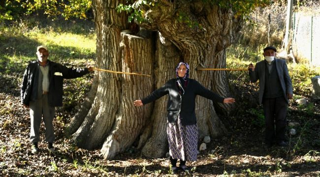 Dünyanın en yaşlı armut ağacı Artvin'de tespit edildi