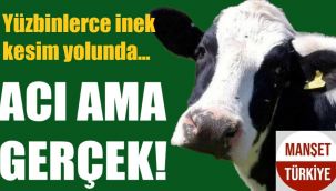 En acı açıklama: Yüzbinlerce inek kesim yolunda...