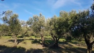 Geyikli, zeytinyağı kalitesini dünyaya ispat etti