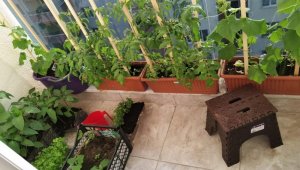 İpekyolu'nda balkonda sebze yetiştirenlere ödül
