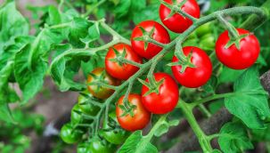 Irak'a taze domates ihracatı serbest