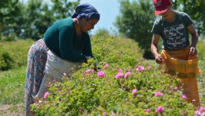 Ispartalı üreticinin yüzü 'gül'emiyor