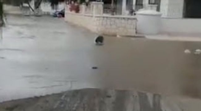 İzmir depreminde küçük tsunami oluştu