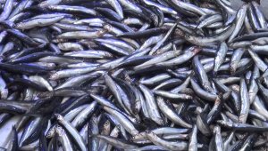 Karadeniz hamsisi tezgahlarda
