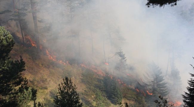 Kastamonu'daki orman yangını üçüncü gününde