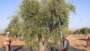 Kilis'te zeytinde erken hasat dönemi