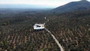 Kuraklık zeytini gelecek yıl da etkileyecek