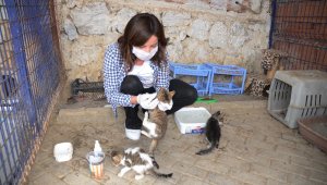 Kuşadası'nda 3115 hayvana bakım