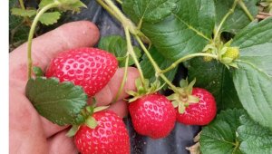 Kütahya'da devlet desteği ile dikilen çilekler ürün verdi