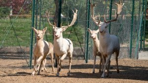 Malatya hayvanat bahçesi kapılarını ziyaretçilerine açıyor