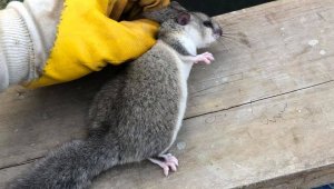 Nesli tehlike altında olan Yediuyur tedavi altına alındı