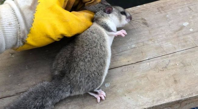 Nesli tehlike altında olan Yediuyur tedavi altına alındı