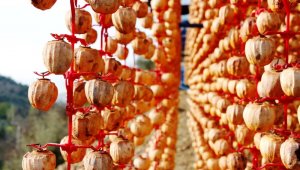 Ödemişli kadınlardan Türkiye'nin dört bir yanına Trabzon hurması