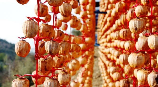 Ödemişli kadınlardan Türkiye'nin dört bir yanına Trabzon hurması