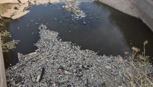 Ölü balıklar şaşkına çevirdi